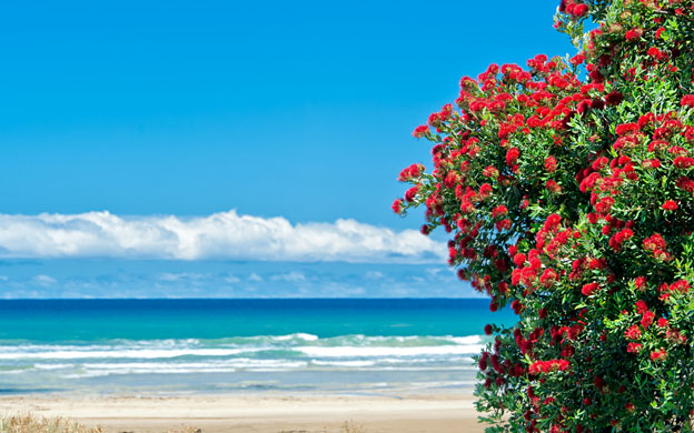 sedi menarini Nuova Zelanda